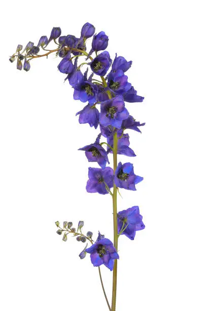 Blue delphinium flower isolated on a white background
