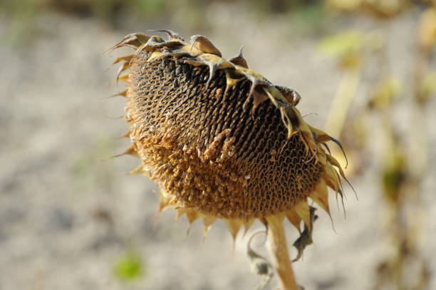 istock Sunflowers in Spain 666069644