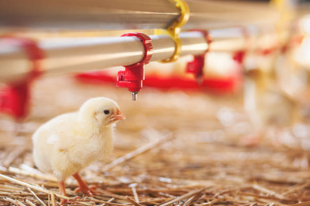 istock Baby chick at farm 666069896