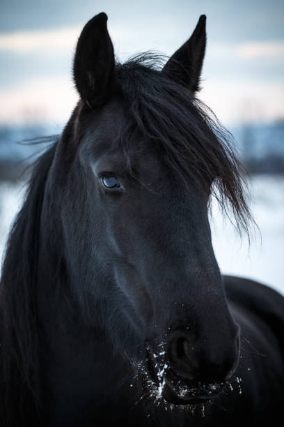 冬の肖像画の美しさのフライジアン馬 - horse black stallion friesian horse ストックフォトと画像