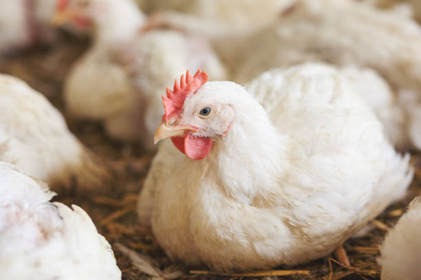 chicken at farm resting - poultry imagens e fotografias de stock