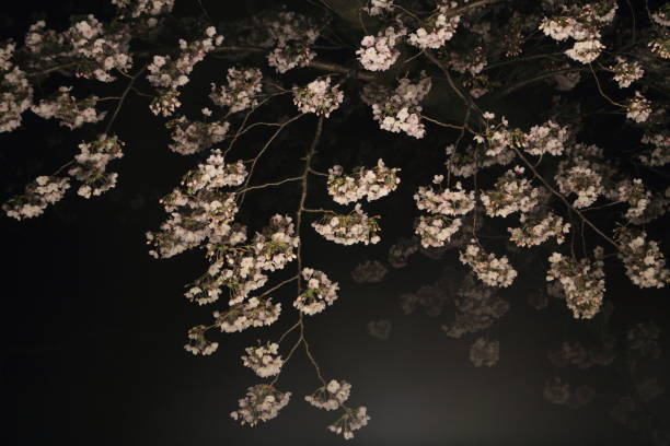 istock cherry trees along Ooka river, Yokohama, Japan at evening 666072318