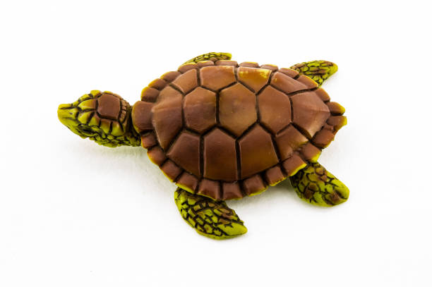 istock Rubber turtle toy isolated on white background 666072388
