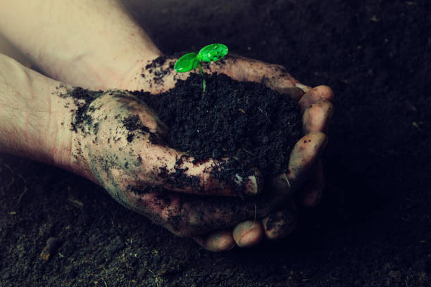 istock Gardener hands preparing soil for seedling in groundGardener hands preparing soil for seedling in ground 666072482