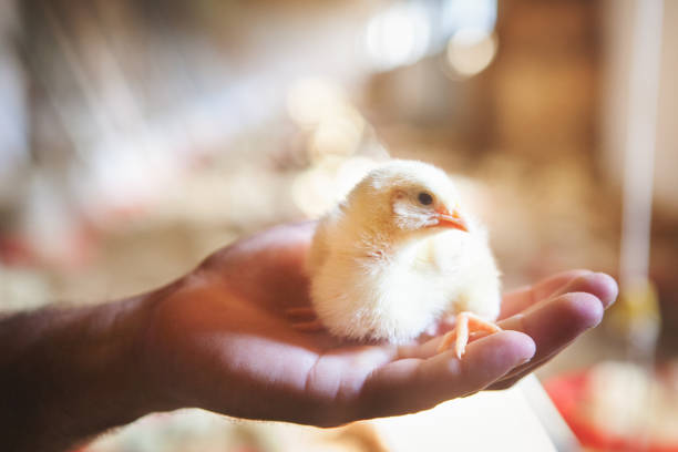 istock Farmer holding baby chick closeup shot 666072684