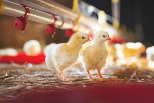 Two baby chicks at farm Chicken at farm. Shallow DOF. Developed from RAW; retouched with special care and attention; Small amount of grain added for best final impression. 16 bit Adobe RGB color profile. mini wheat cereal stock pictures, royalty-free photos & images