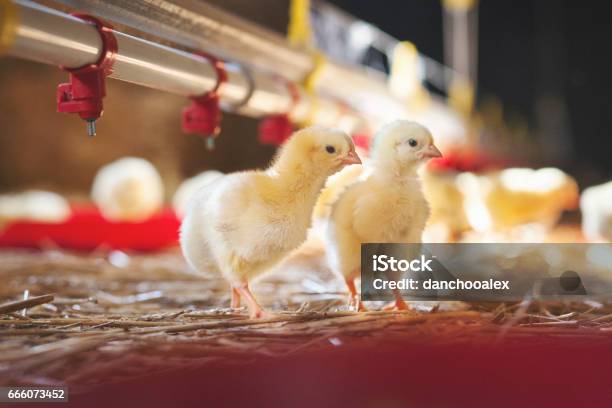 Two Baby Chicks At Farm Stock Photo - Download Image Now - Chicken - Bird, Baby Chicken, Chicken Meat