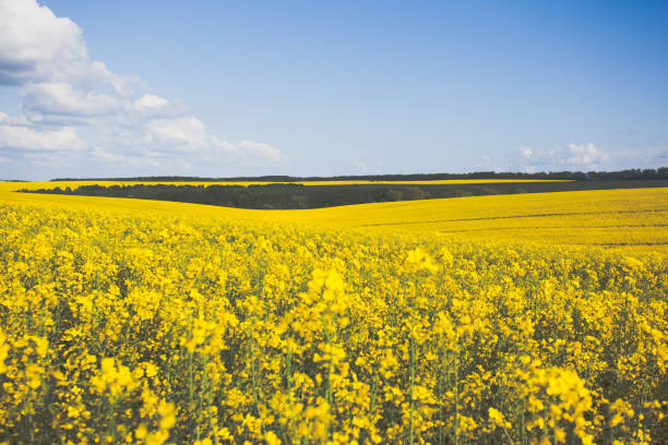 istock Yellow rapes flowers and blue sky with white fluffy clouds. 666076774