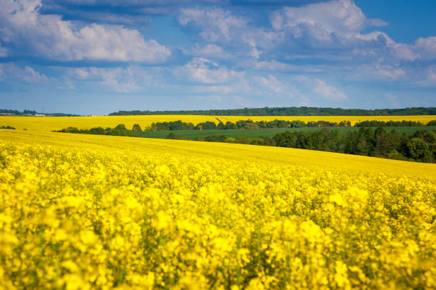 istock Yellow rapes flowers and blue sky with white fluffy clouds. 666078842