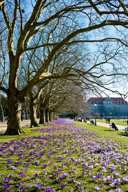 istock Purple crocuses in a park 666078970