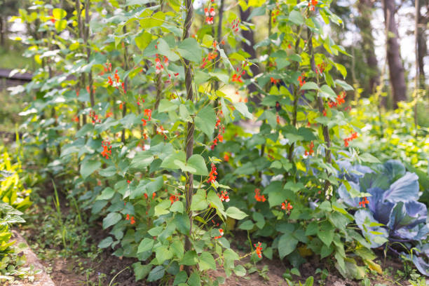 istock Beautiful blooming plants of kidney bean 666079908