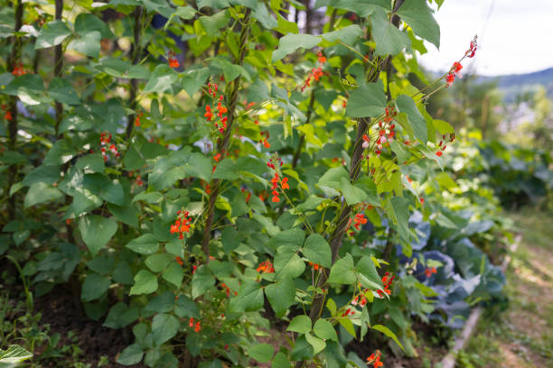 istock Beautiful blooming plants of kidney bean 666082264
