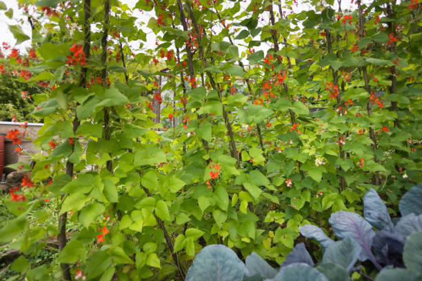 istock Beautiful blooming plants of kidney bean 666082656