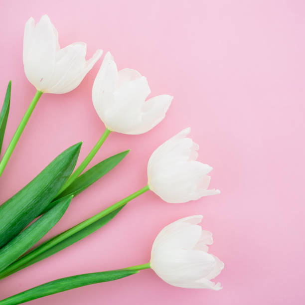 istock Floral pattern made of white tulips, green leaves, branches on pink background. Flat lay, top view. 666085074