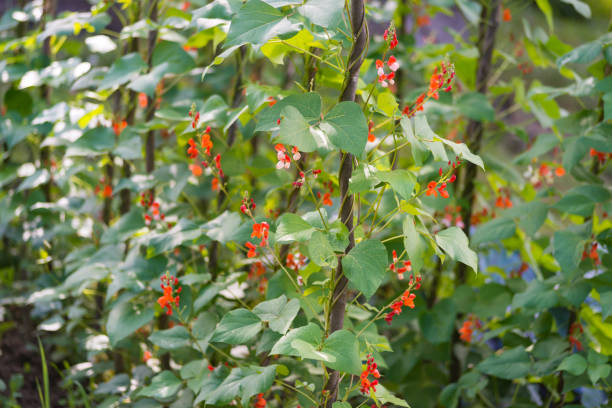 istock Beautiful blooming plants of kidney bean 666085116