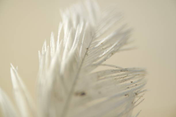 istock Detailed picture of a feather. 666085198