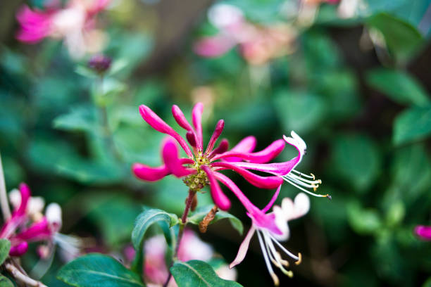 flor de serotina - honeysuckle pink fotografías e imágenes de stock