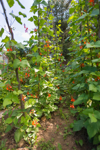 istock Beautiful blooming plants of kidney bean 666088512