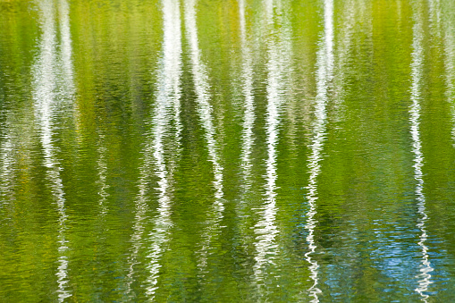 Tree reflections in a pond on a autumn day outdoors.