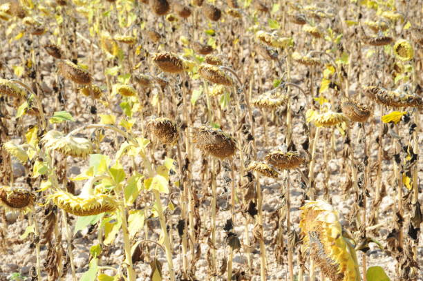istock Sunflowers in Spain 666088890