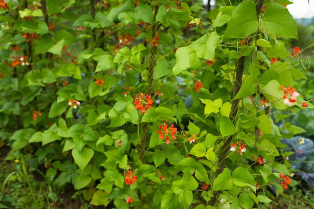 istock Beautiful blooming plants of kidney bean 666092294