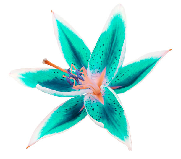istock lily turquoise-blue flower on a white background isolated  with clipping path. for design. 