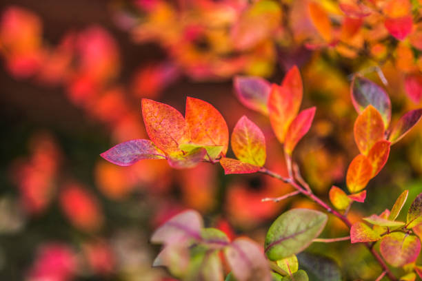 istock An autumn multi-colored bush of bilberry 666095288