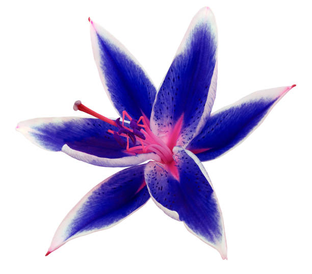 istock lily blue-white flower on a white background isolated  with clipping path. for design. 