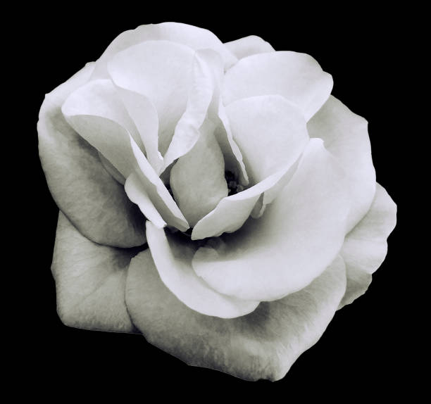 istock white-black rose flower  black isolated background with clipping path.  Closeup. no shadows. Nature. 666097730
