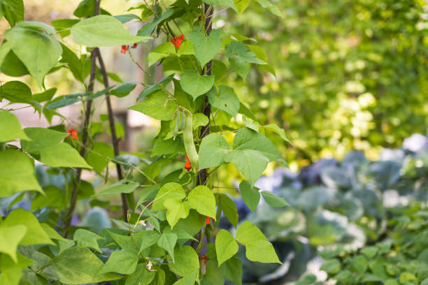 istock Kidney bean plants with pods in the garden 666102014