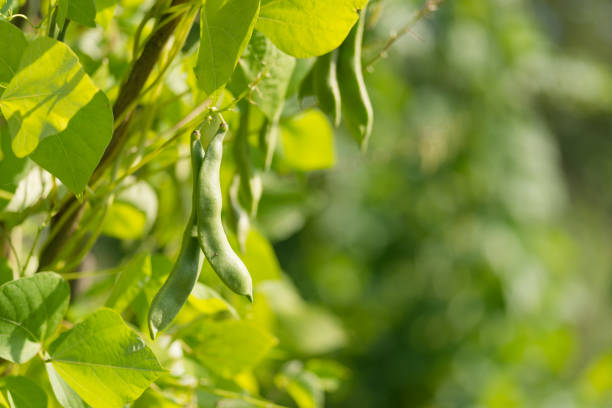 Green pods of kidney bean in the garden stock photo