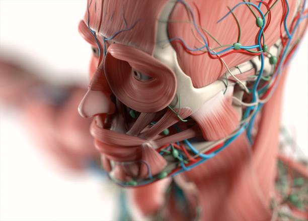 cuerpo de la anatomía humana. muscular, esquelético, vascular y sistema nervioso. - modelo anatómico fotografías e imágenes de stock