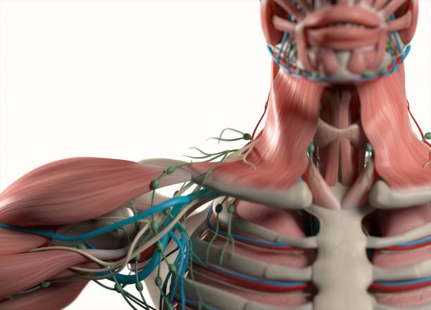 istock Human anatomy body. Muscular, skeletal, vascular & nervous system. 666105374