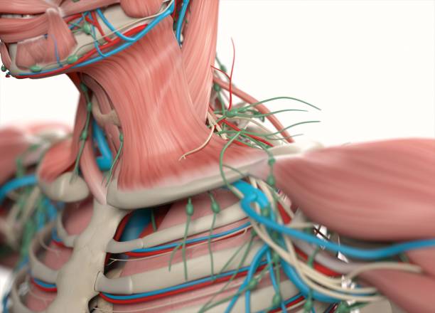 istock Human anatomy body. Muscular, skeletal, vascular & nervous system. 666105586