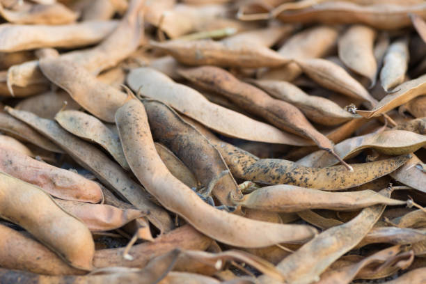 istock Dry harvested pods of kidney bean 666105596
