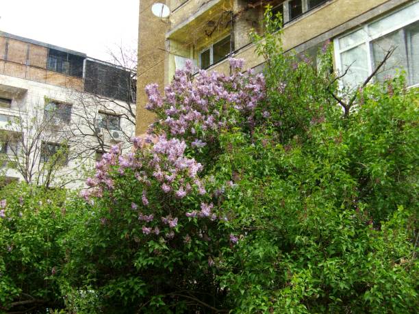 istock 976- Purple Lilac bush and buildings 666105606