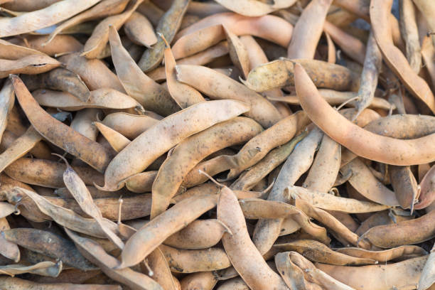 istock Dry harvested pods of kidney bean 666107382
