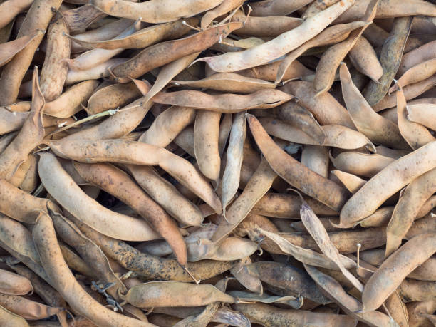 istock Dry harvested pods of kidney bean 666107724