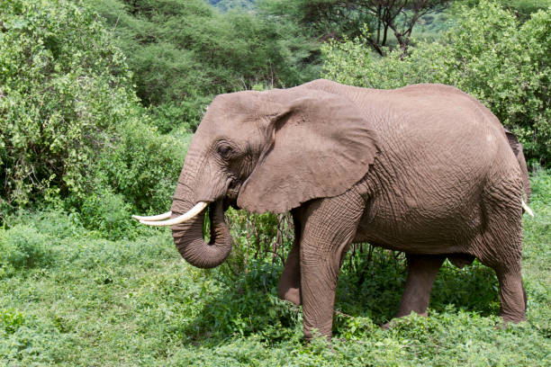 istock Elephant feeding,  Lake Manyara, Tanzania 666108776