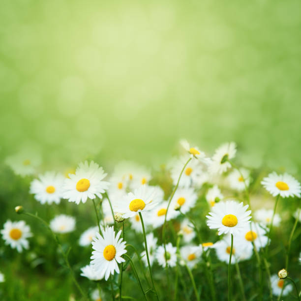 Beautiful summer meadow background with camomiles