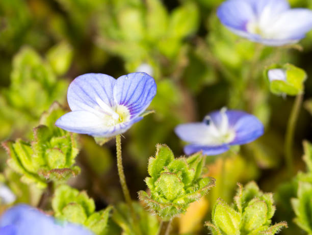 istock Beautiful little blue flower on nature 666112152