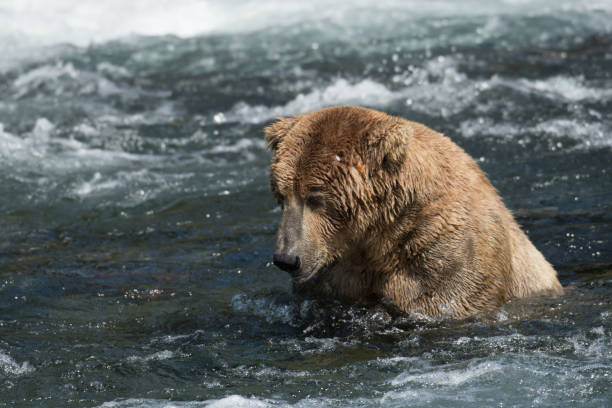 istock Alaskan brown bear in Brooks River 666116382