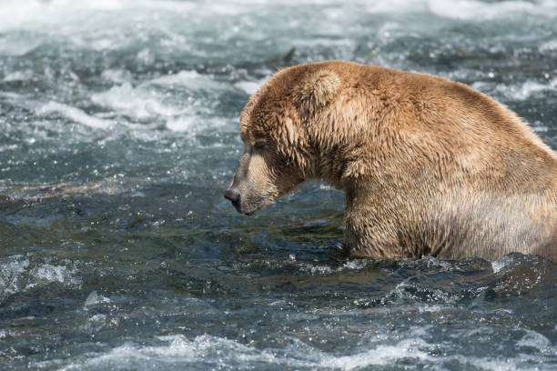 istock Alaskan brown bear in Brooks River 666116554