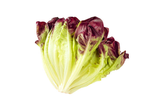 istock Purple lettuce salad head side view 666118892