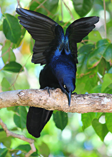 istock Tropical Blue Bird with wings open 666119428