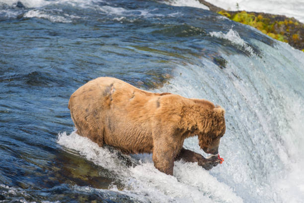 istock Alaskan brown bear trying to catch salmon 666122584