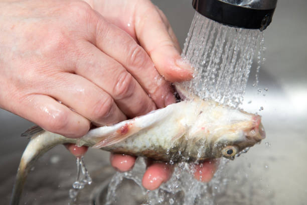 istock The cook washes the fish in the water 666125878