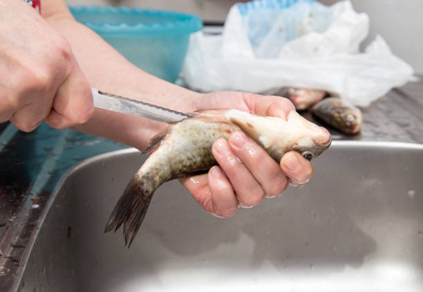 istock The cook pulls the guts out of the fish 666126172