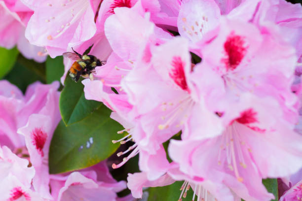 istock Honey Bee in Rhododendron Flower 666132254