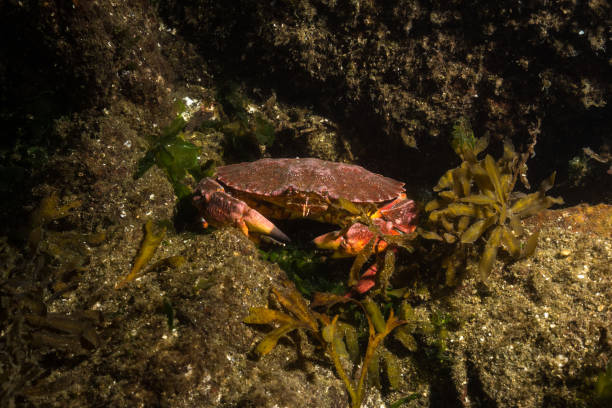 istock Underwater of Pacific Ocean 666142494